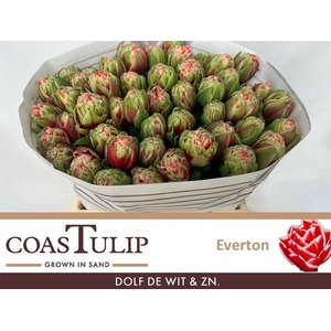 Tulipa do everton