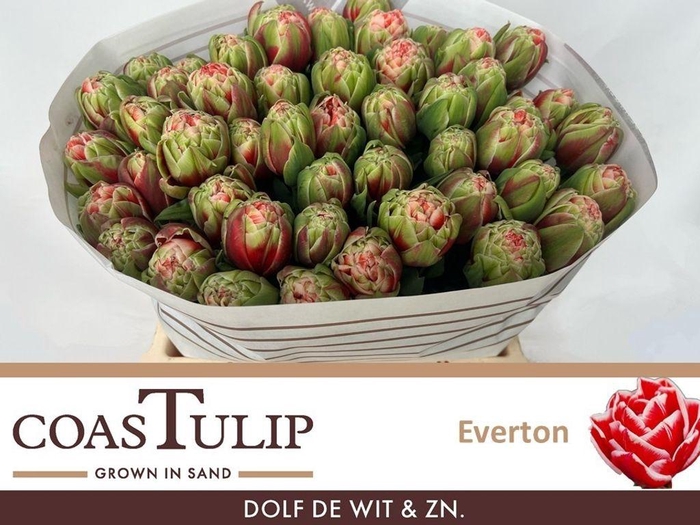 <h4>Tulipa do everton</h4>