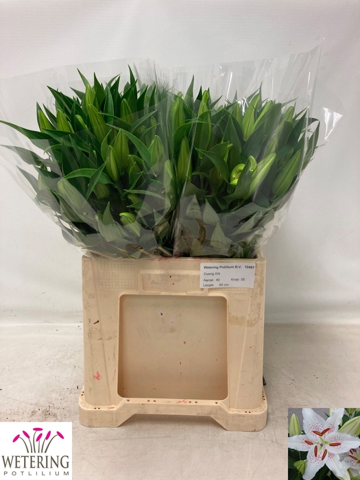 <h4>SNIJBLOEMEN OV</h4>