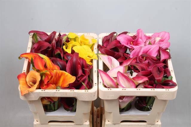 <h4>Calla gemengd in fust</h4>