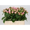 Paeonia Angel Cheeks