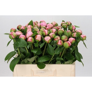 Paeonia Angel Cheeks