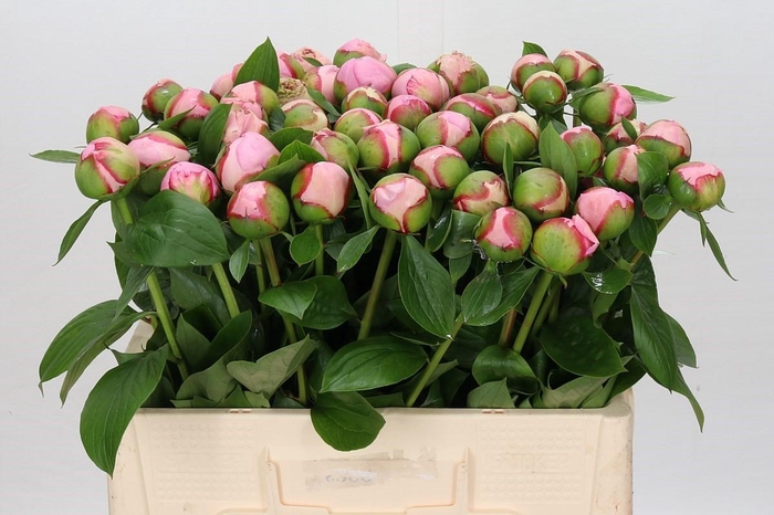 <h4>Paeonia Angel Cheeks</h4>