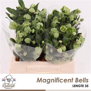 HELL  MAGNIFIC BELLS