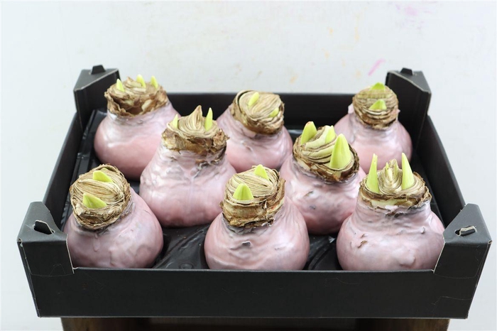 <h4>Wax Hipp Creme</h4>