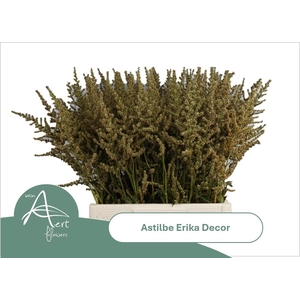 ASTIL AR ERIKA DECOR
