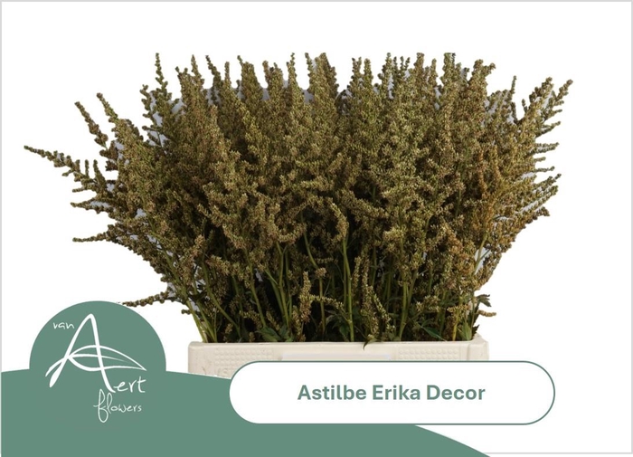<h4>ASTIL AR ERIKA DECOR</h4>