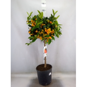 Citrus   ...