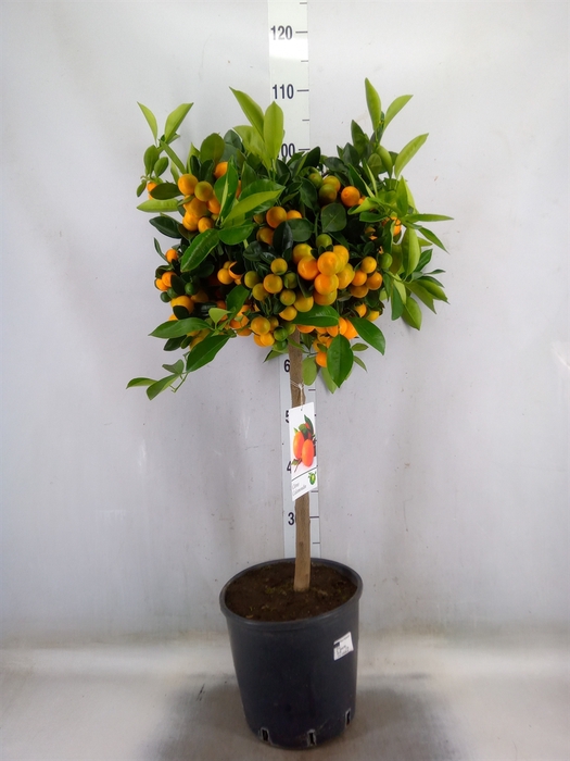 <h4>Citrus   ...</h4>