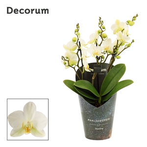 Phalaenopsis dazzling Lausanne 3-4 tak (Decorum)