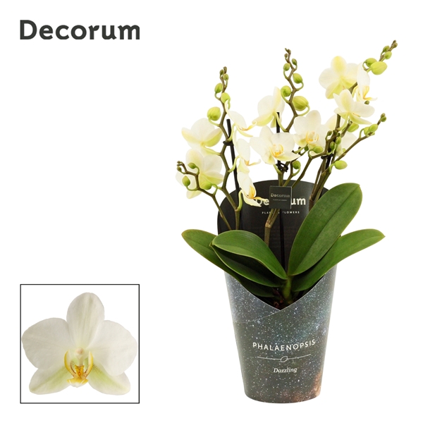 <h4>Phalaenopsis dazzling Lausanne 3-4 tak (Decorum)</h4>