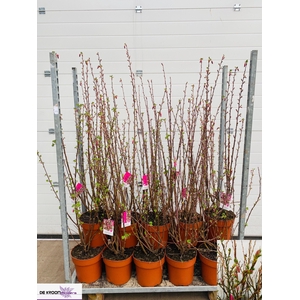 RIBES SA KING ED VII