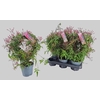 Jasm Polyanthum Rz