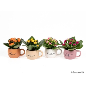 KALANCHOE BLOSSFELDIANA 'MINI' E 4214