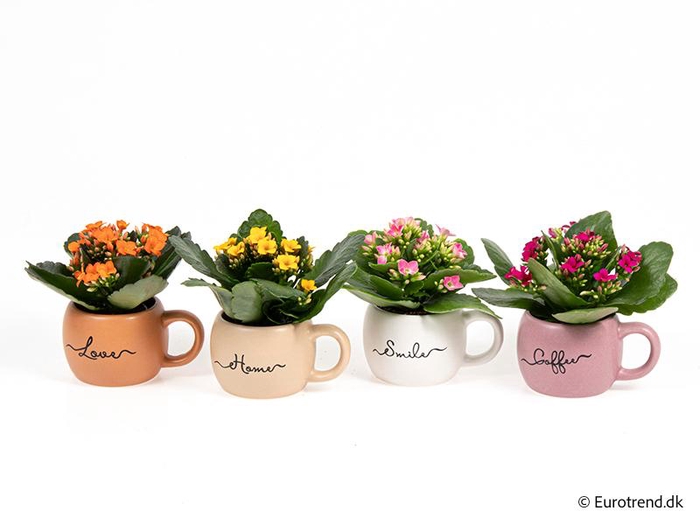 <h4>KALANCHOE BLOSSFELDIANA 'MINI' E 4214</h4>