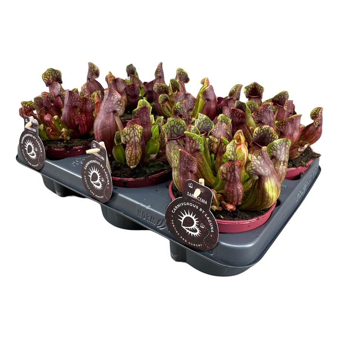 <h4>Sarracenia Purpurea</h4>