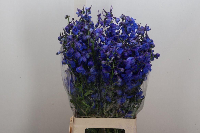 <h4>Delph En Donna</h4>