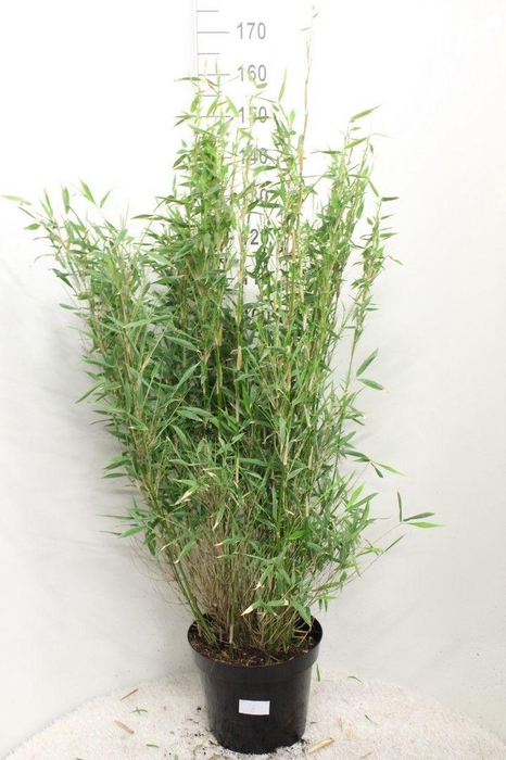 <h4>Fargesia murielae 'Panda' P32</h4>