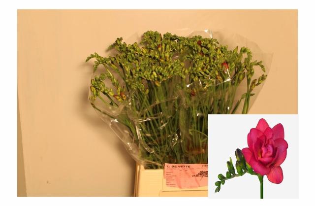 <h4>FR DU EXPRESSION</h4>