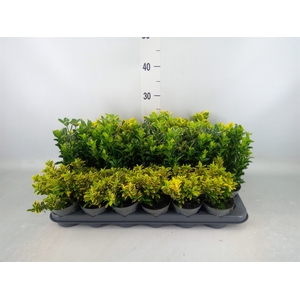 Euonymus japon. 'Aureus'
