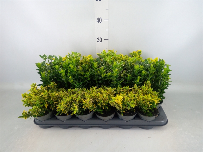 <h4>Euonymus japon. 'Aureus'</h4>