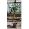 Citrus hystrix
