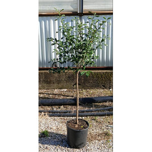 Citrus hystrix