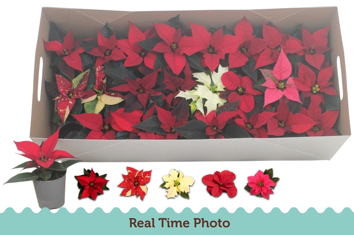 <h4>EUPHOR P GEM</h4>