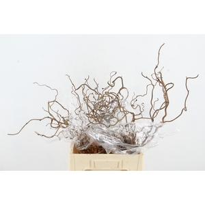 CORYL AV CONTORTA 2 JARIG 050CM