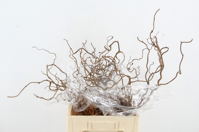 <h4>CORYL AV CONTORTA 2 JARIG 050CM</h4>