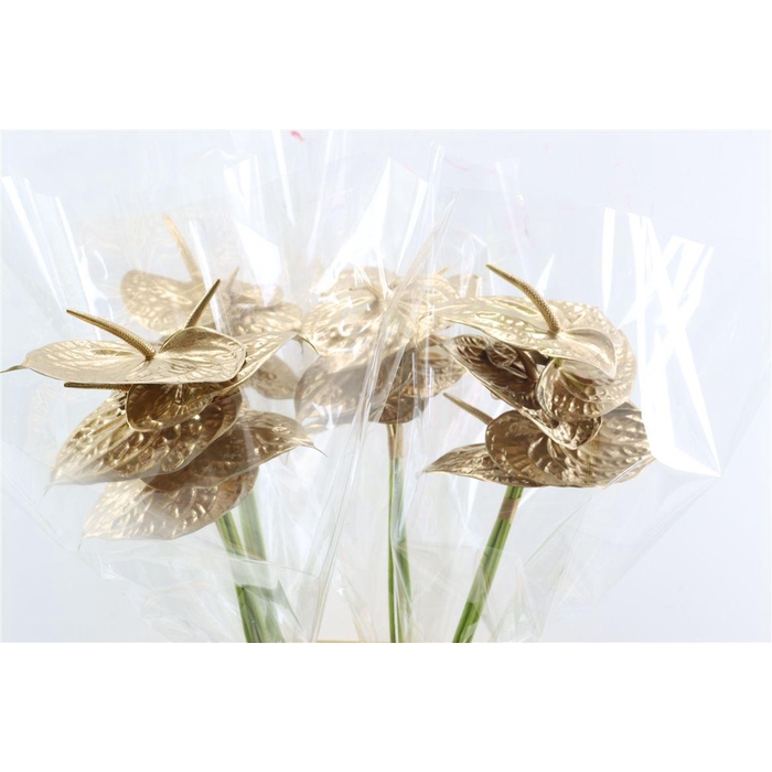 <h4>Anth A Ov Klbh Goud</h4>