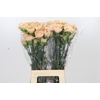 Dianthus St Lege Marrone