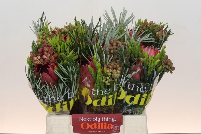 <h4>BQ Protea Silvia SFB</h4>