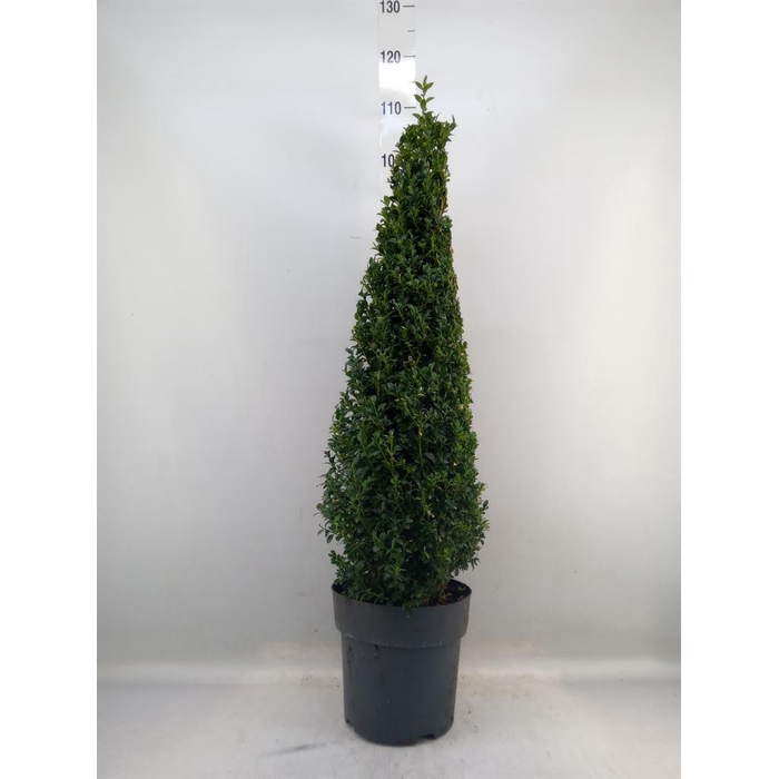 <h4>Buxus semp.   ...</h4>