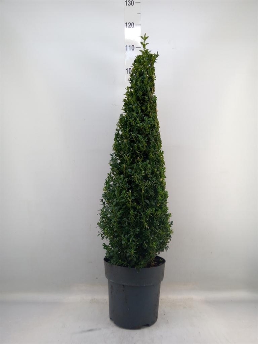Buxus semp.   ...