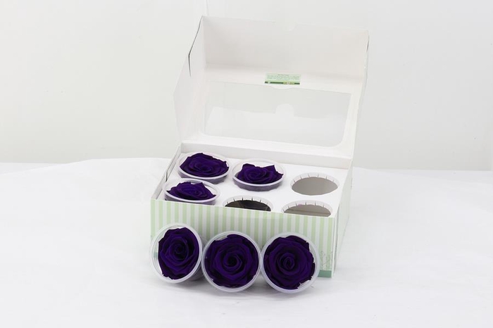 <h4>Rosa Preserved Purple</h4>