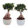 Ficus m. Ginseng ø15cm in ø17cm Exotic Vibes Nº364