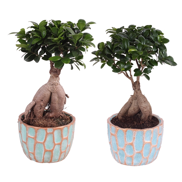<h4>Ficus m. Ginseng ø15cm in ø17cm Exotic Vibes Nº364</h4>