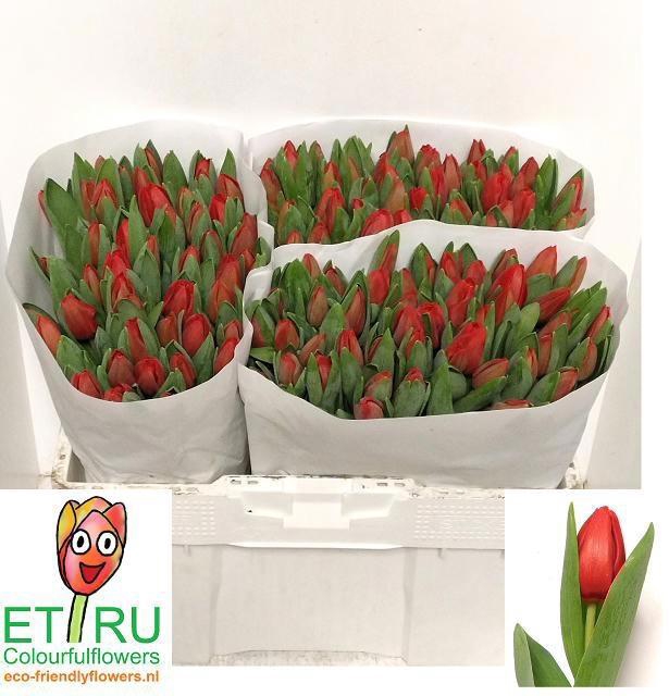 <h4>TU EN ESCAPE</h4>