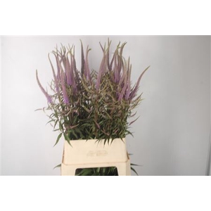 Veronicastrum Virg Fascination