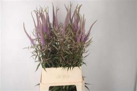 <h4>Veronicastrum Virg Fascination</h4>