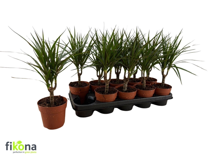 <h4>Dracaena Marginata</h4>