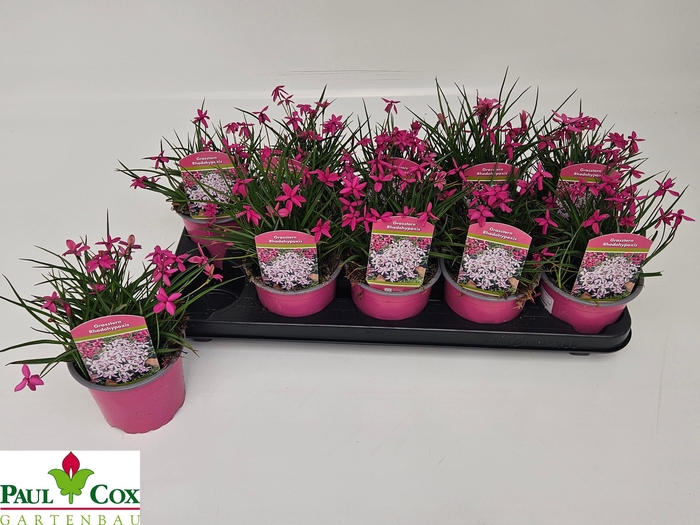 <h4>RHODOH BAURII</h4>