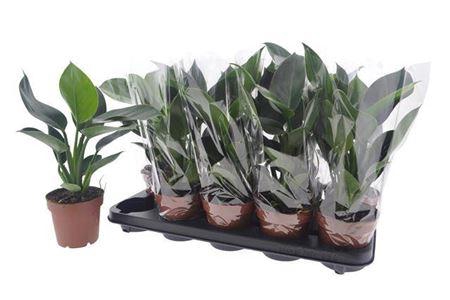 <h4>Phil Green Princess</h4>