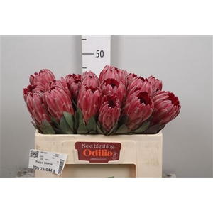 Protea Sharon