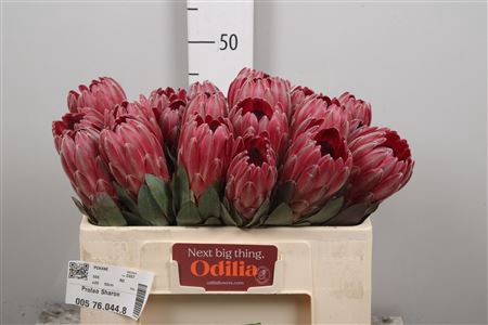 <h4>Protea Sharon</h4>