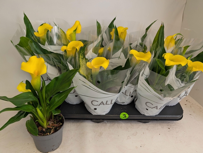 <h4>ZANT CAPT SOLO</h4>