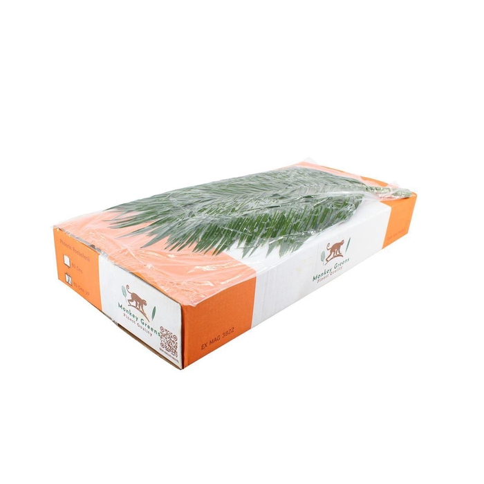 <h4>Phoenix 80cm V P</h4>