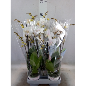 Phalaenopsis  'Manta Similan'