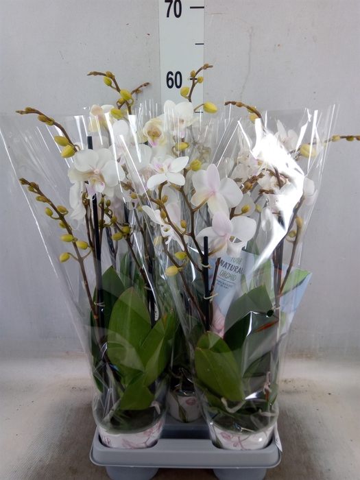 <h4>Phalaenopsis  'Manta Similan'</h4>